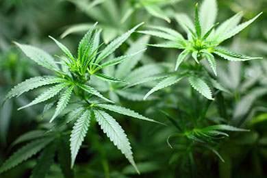 Close-up image of cannabis plant.
