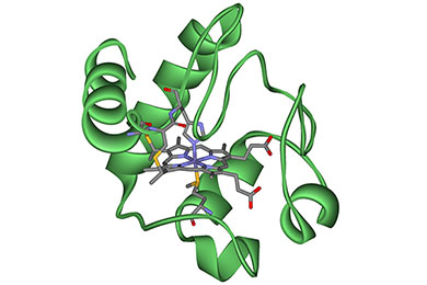 Computer-generated rendering of a cytochrome.